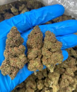 Buy Lemonade Marijuana Strain